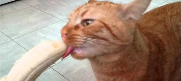 Can Cats Have Banana?Uncover the 5 Surprising Facts that No One Will Tell You