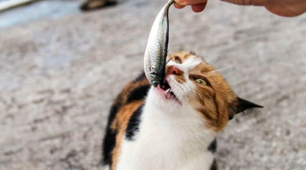 Can I Feed My Cat Canned Sardines?