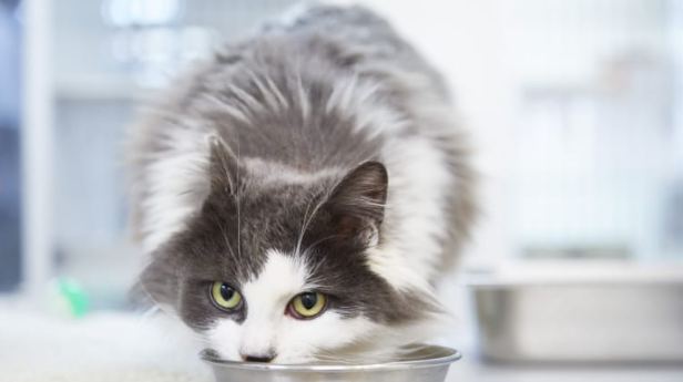 Can I Add Chicken Broth To My Cats Food?
