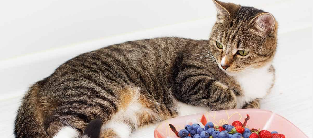 What is a cat’s favourite fruit?Learn the 5 Critical and Eye Opening Facts