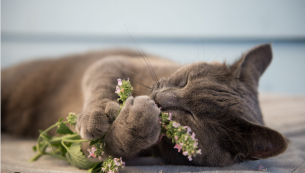 Can Cats Eat Catnip?Uncover the 5 Intriguing and Surprising Facts of this Substance
