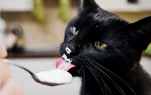 Can Cats Eat Yogurt?Uncover the 8 Fascinating and Surprising Facts About this Product
