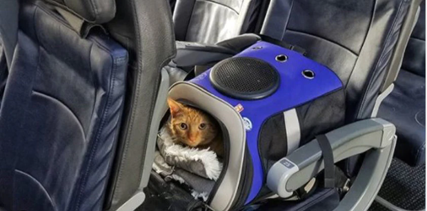 How to Travel With a cat