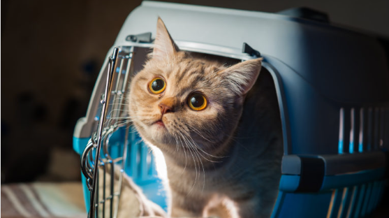 Do cats prefer hard or soft carriers?
