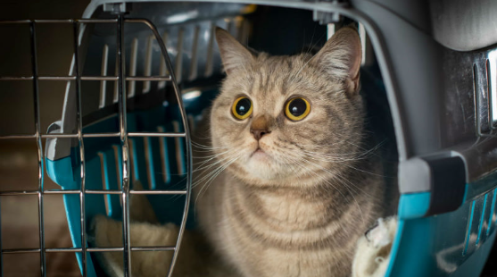 Reducing Cat Travel Stress:Uncover Proven and Successful Strategies to Keep you cat calm