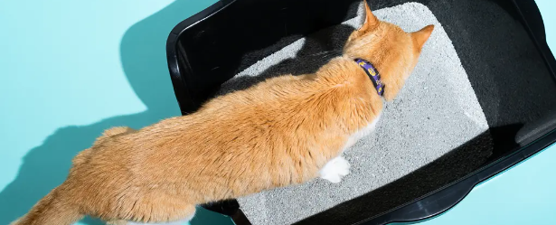 How Long Can a Cat Travel Without Peeing?