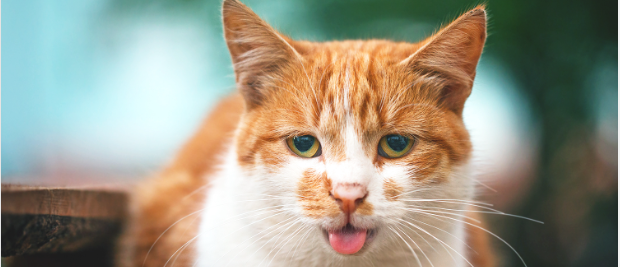 Why Is My Cat Panting In The Car?:Uncover the 3 Important & Critical Issues to Help you Cat