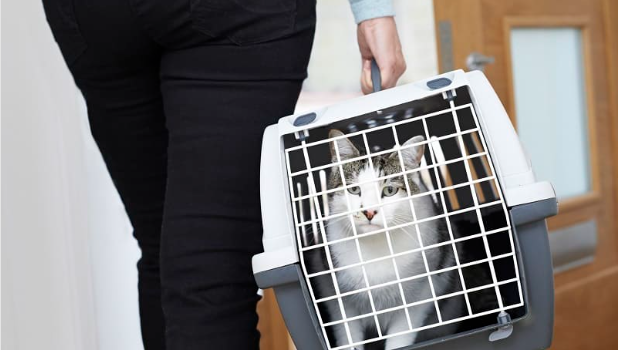 Should I Cover My Cats Carrier When Travelling?: Learn the 3 Important and Critical Facts