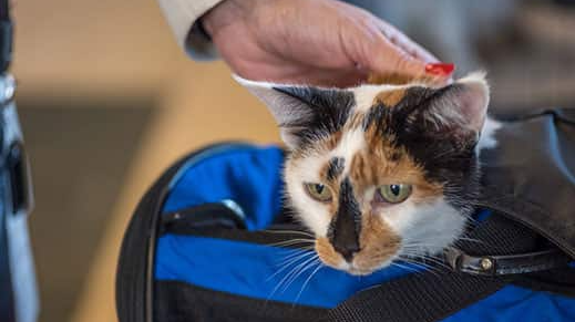 Do cats prefer hard or soft carriers?