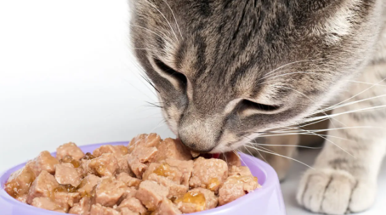 Should I feed my cat before a road trip?What are the Benefits and Drawbacks