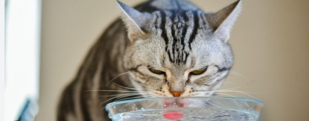 How Long Can A Cat Go Without Water