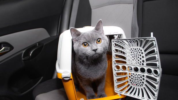 How Long Can A Cat Travel In A Car?The Comprehensive Guide for Stress Free Transportation