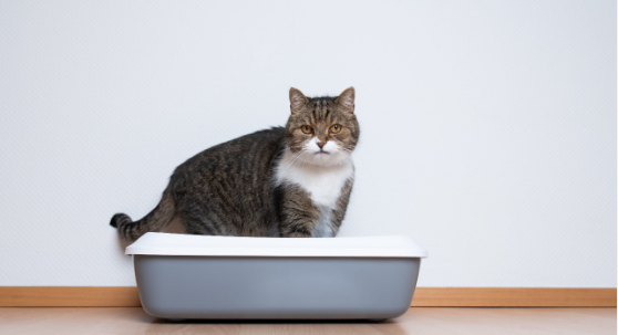 How Long Can a Cat Travel Without a Litter Box?Understand the 5 Critical but Important Facts