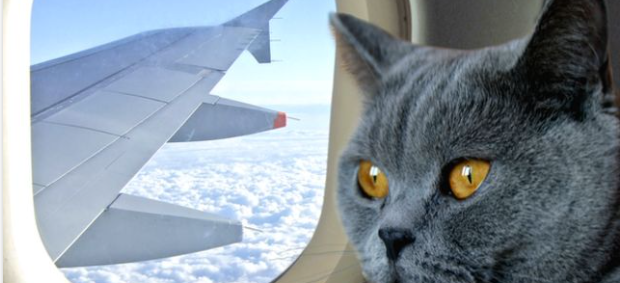 How Expensive Is It To Take A Cat On A Plane?