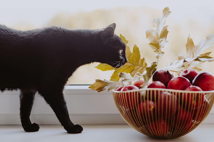 What human foods can cats eat