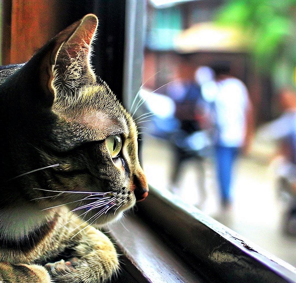 Do cats miss you when you’re gone? Discover the Truth about this Interesting Behaviour