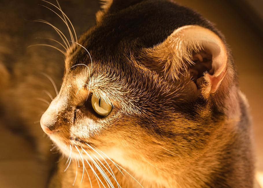What is the average IQ of a cat? :Debunking the Myth of Feline Intelligence