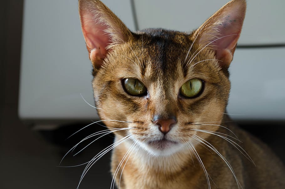 Discovering the Smartest Cat Breeds: Uncover the Surprising Facts