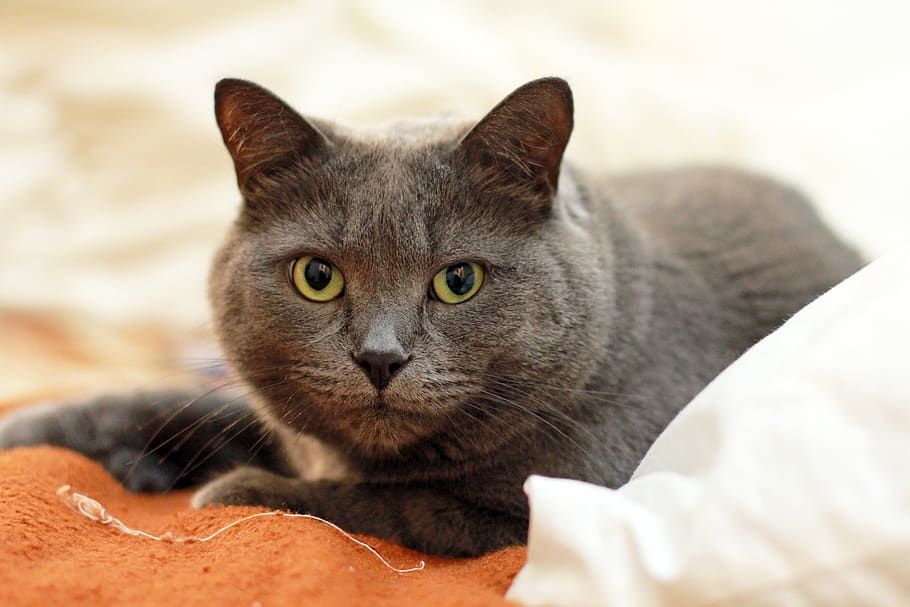 What is Toxic to Cats?:A 7 Step Comprehensive Guide to Protecting Your Feline Friend