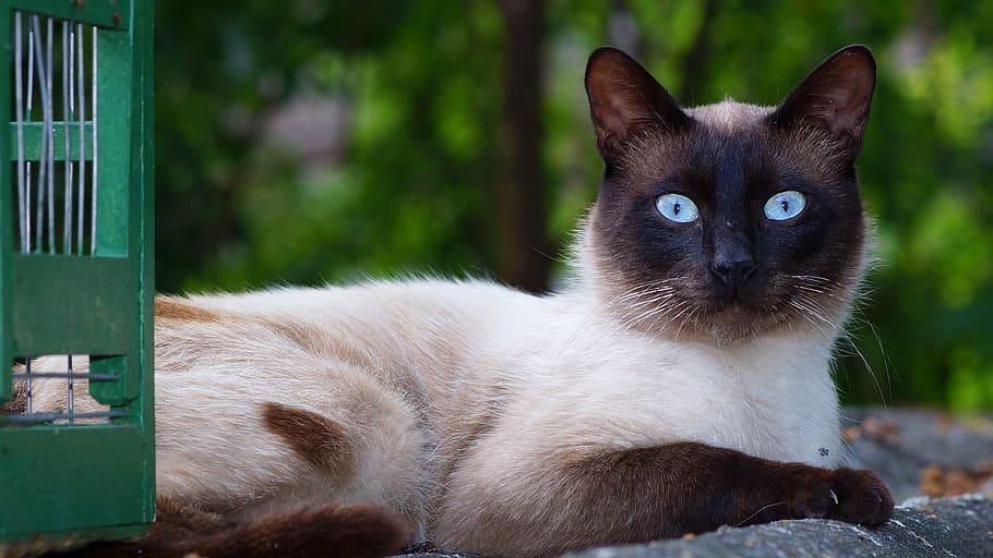Which Breed of Cat is Friendliest?Discover Interesting Facts of the     Top 5 Cats