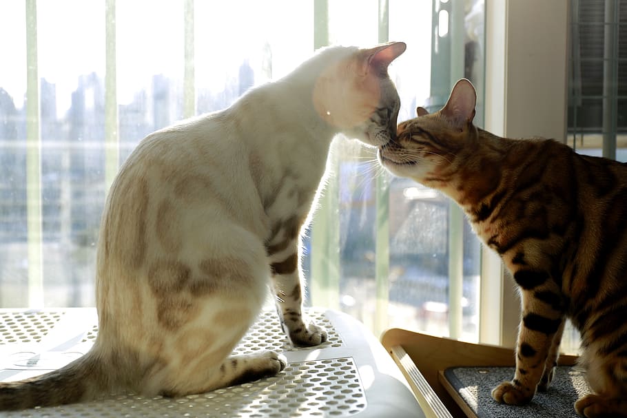 Introducing Male Kitten to Female Cat: Know the 2 Key Factors Including the Pros and Cons