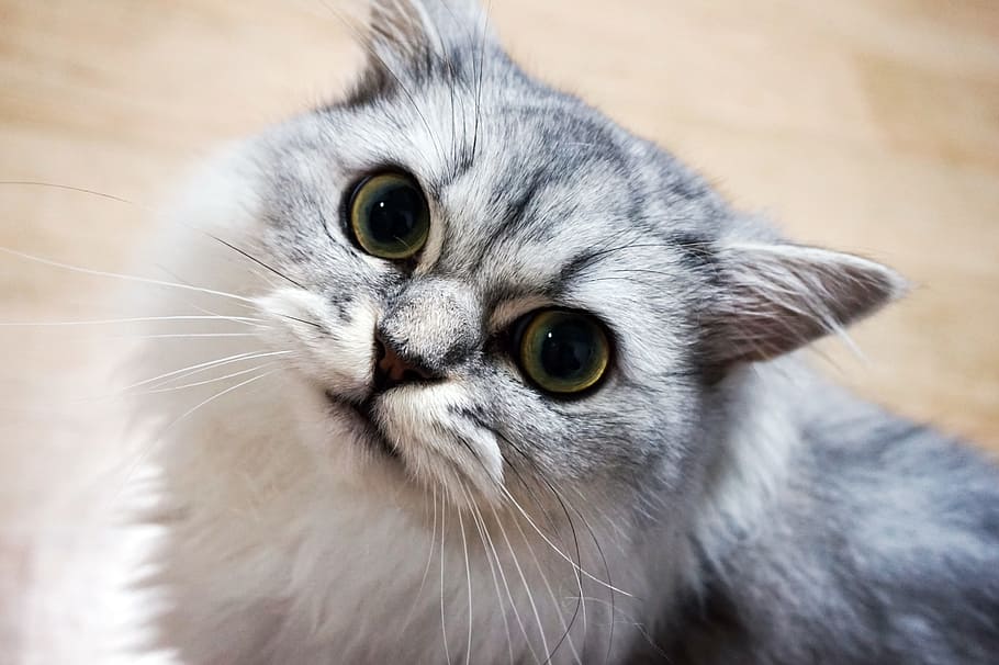 Unique and Popular Cat Names?: Discover the Facts about this Interesting and Intriguing Obsession