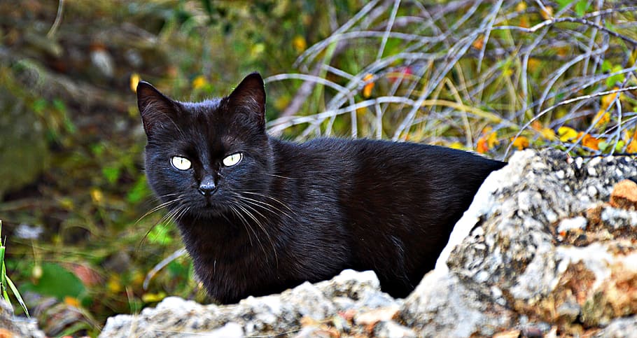 Unravelling Black Cat Myths: Rarity, Genetics & Superstitions Debunked